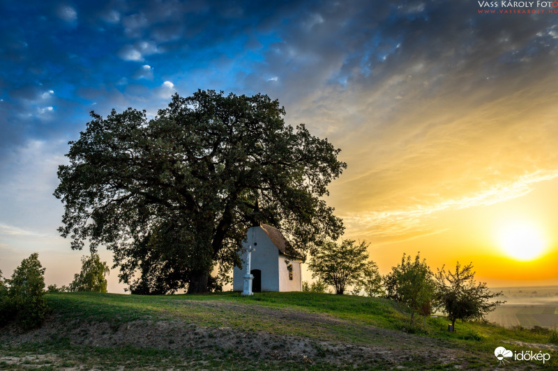 Ébrednek a Molyhos tölgyek