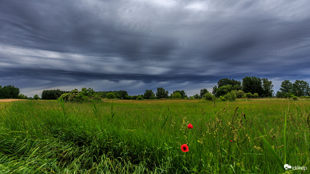 Borongós pipacsos II.