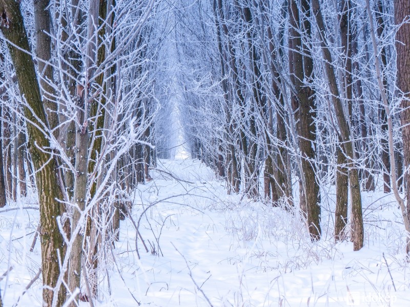 Alföldi erdő - télen