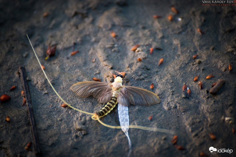 Tiszavirágzás 2017.