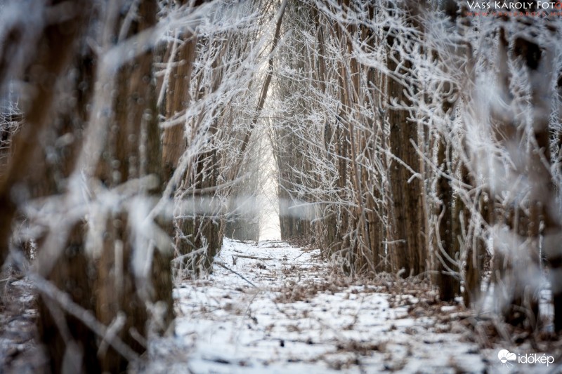 Téli erdő rejtekén