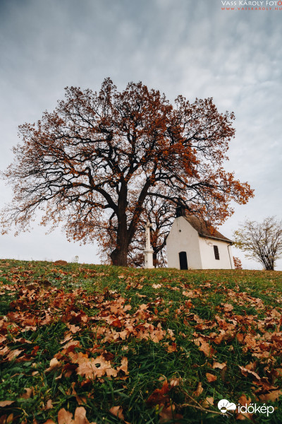 A molyhos tölgyek késő ősszel