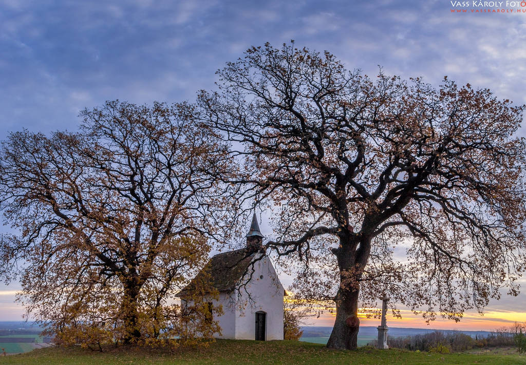 A molyhos tölgyek késő ősszel