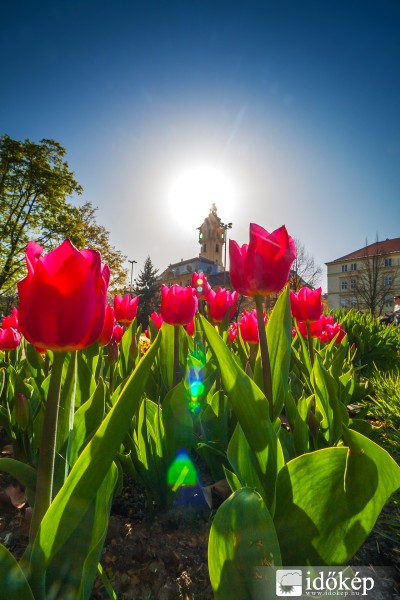 Tulipánvárosháza :-)