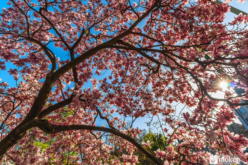 A magnóliavirágzás margójára