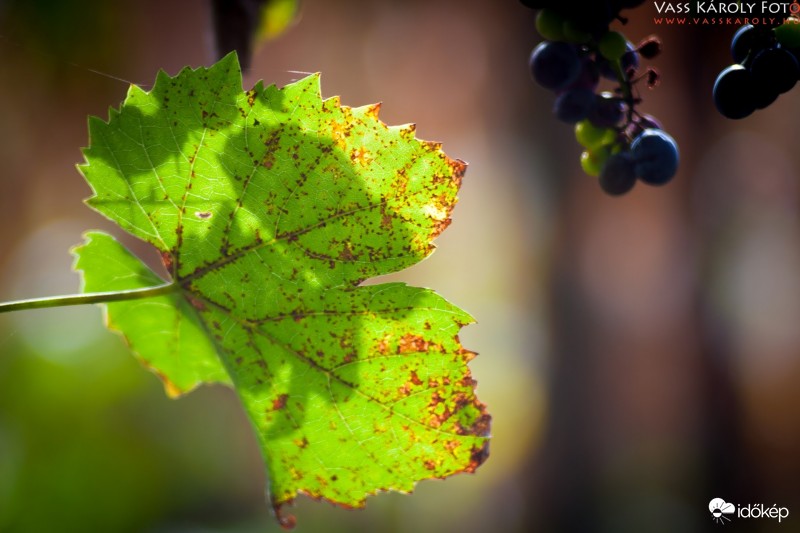Érik a szőlő