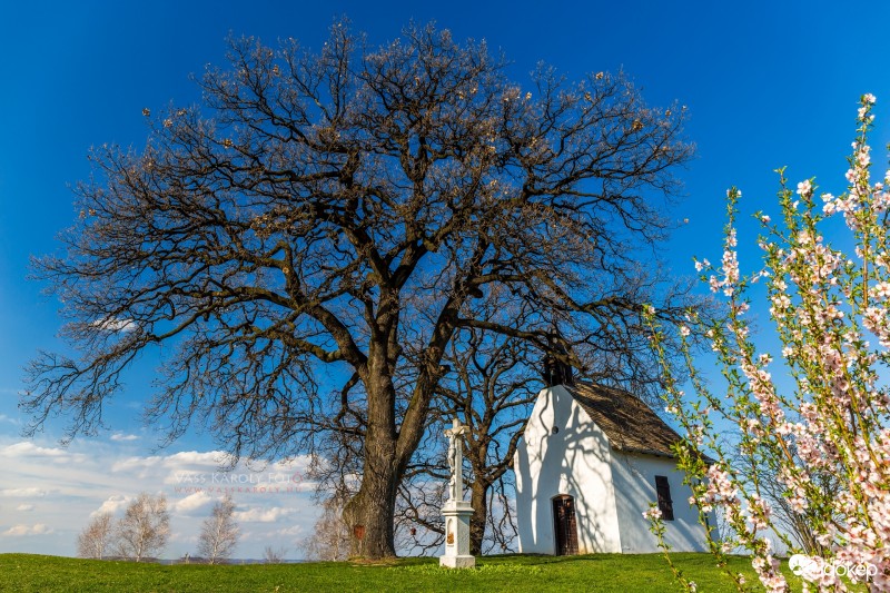 Az Év Fája (2016.)