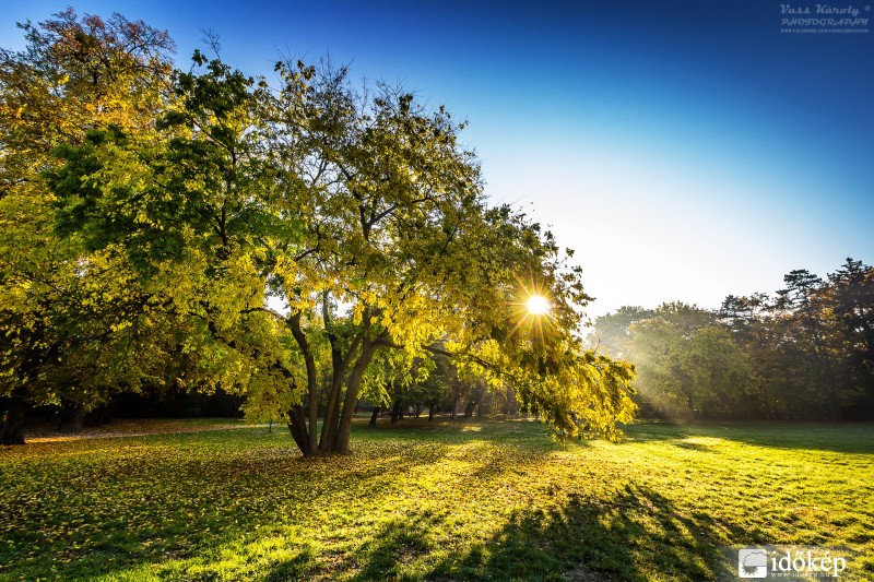 Őszi reggel az újszegedi Ligetben II.