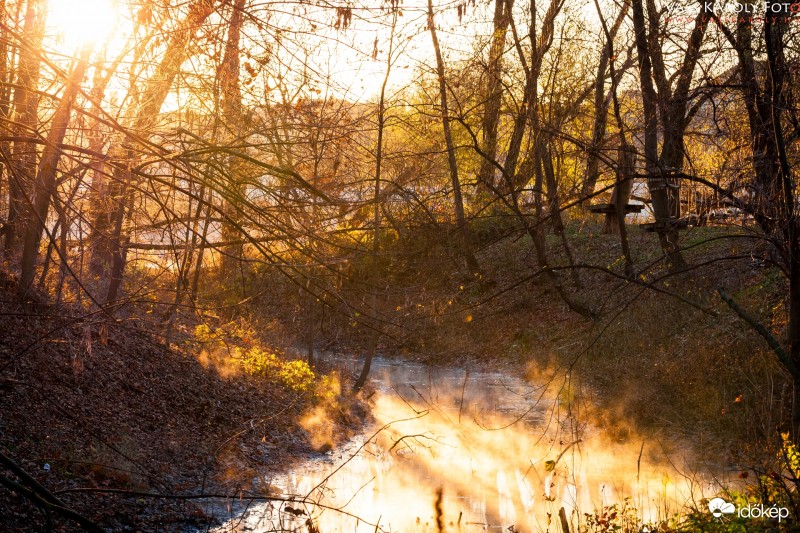 Az ártéri erdő fényei II.
