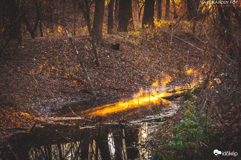 Az ártéri erdő fényei