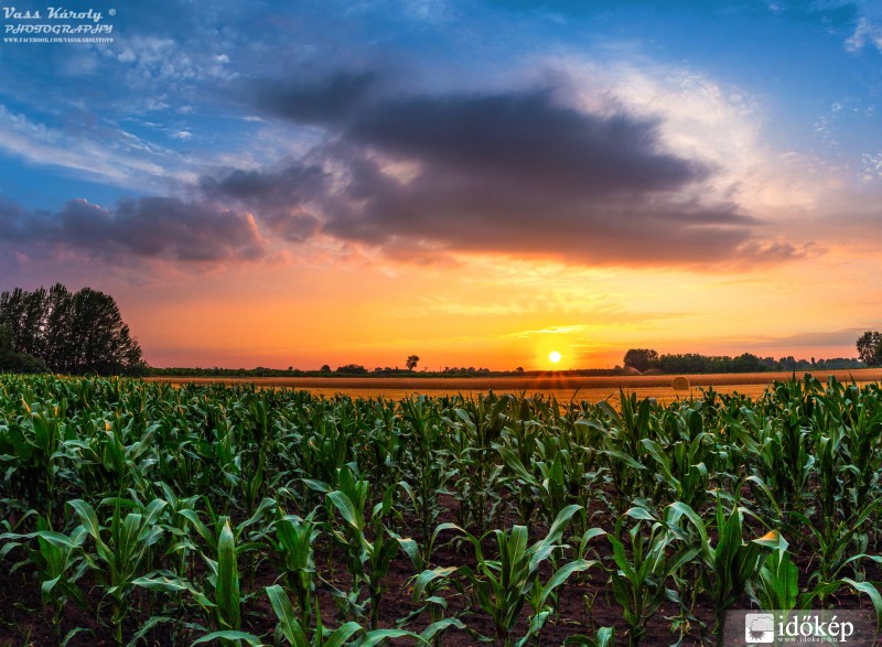 Kukoricaföldi fények