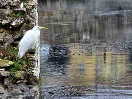 Tapolcai nagy kócsag
