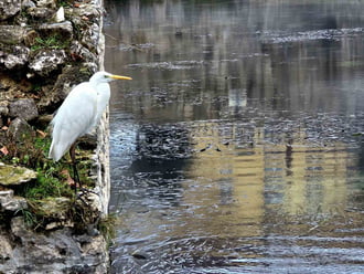 Tapolcai nagy kócsag