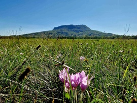 Kikerics virágzása a Szentgyörgy hegy környékén