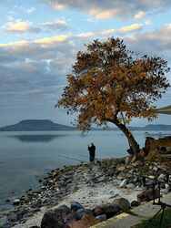 Fonyódi ikonikus fa