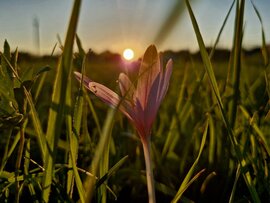 Kikericsek a naplementében 
