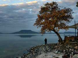 Fonyódi ikonikus fánál