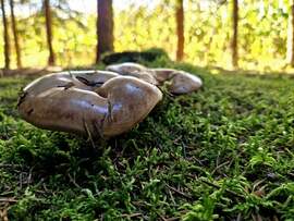 Fényesség a moha között