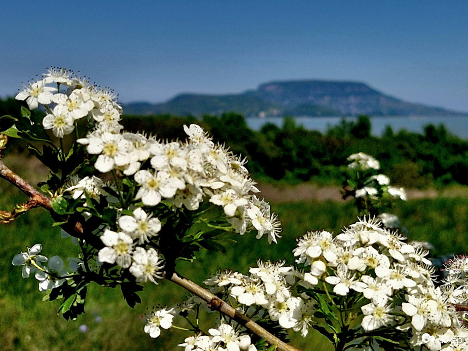 Virágos Balaton, háttérben a Badacsonnyal
