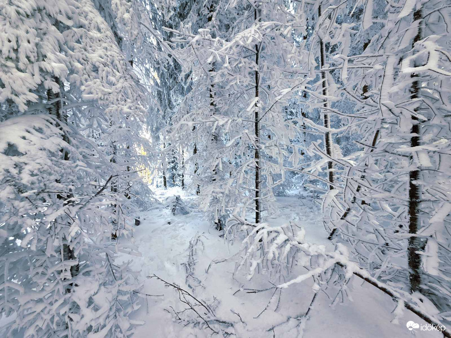 Rejtekadó havas erdő