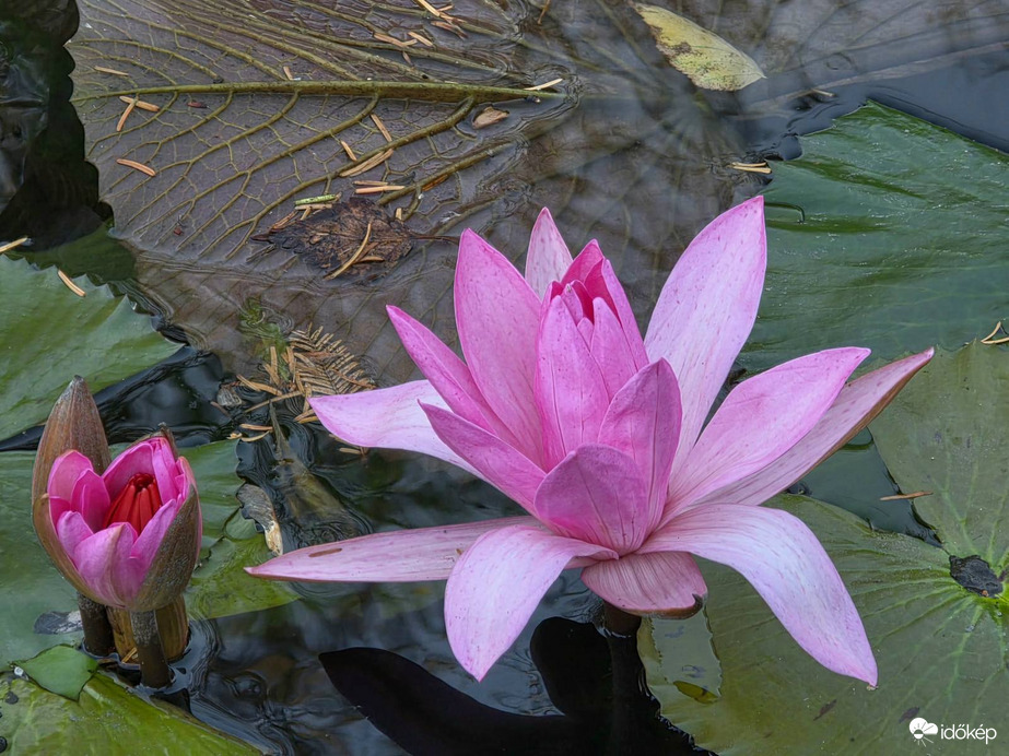 Tündérrózsák Hévízen