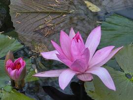 Tündérrózsák Hévízen