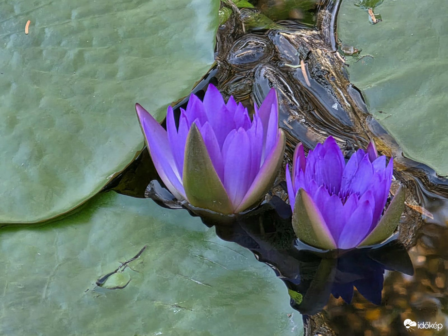 Tündérrózsák Hévízen