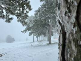 Ködös, zúzmarás Fenyves allé