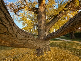 Festetics kastély gingko bilobája