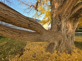 Sárguló gingko biloba Keszthelyen