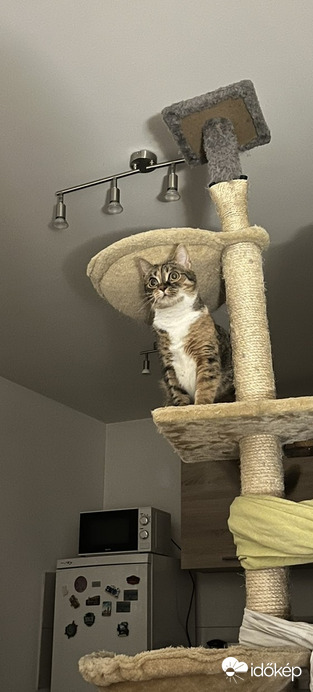 Szerintetek ez milyen fajta gomba??