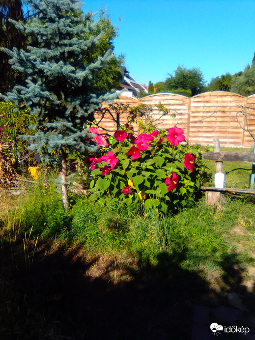 Egy nyári emlék...