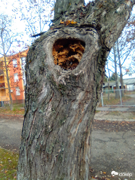 Vajon lesz lakója?