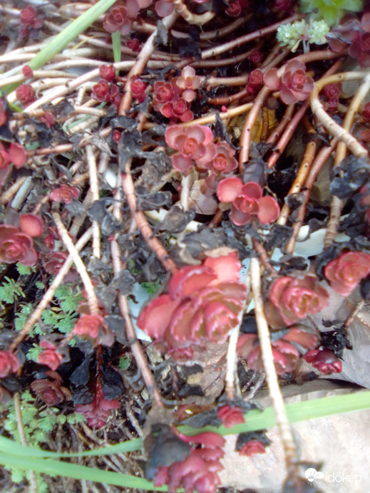 Téli színek a sziklakertben