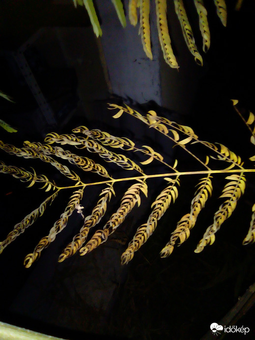 Variációk egy témára 2