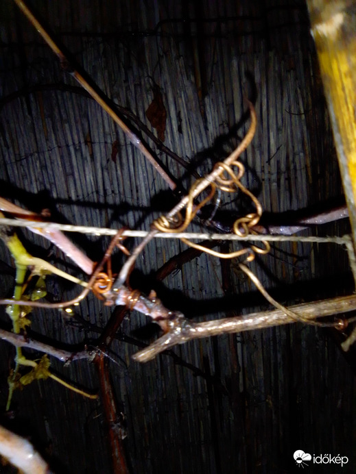 Kacskaringós szőlő-kacsok