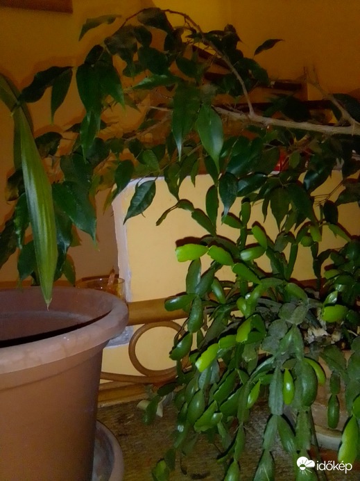 Mi jól elvagyunk idebenn...