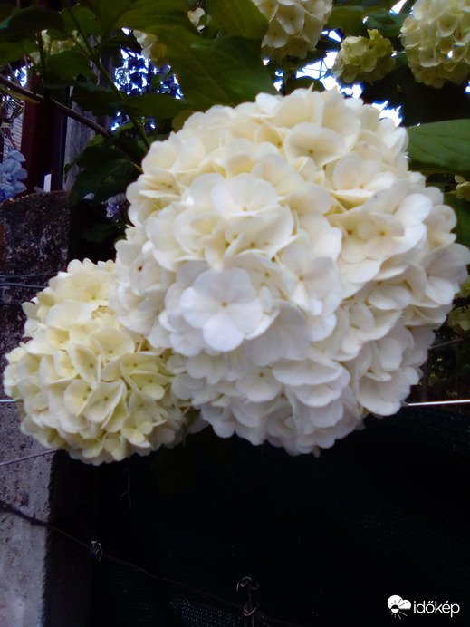 Párosan szép az élet!