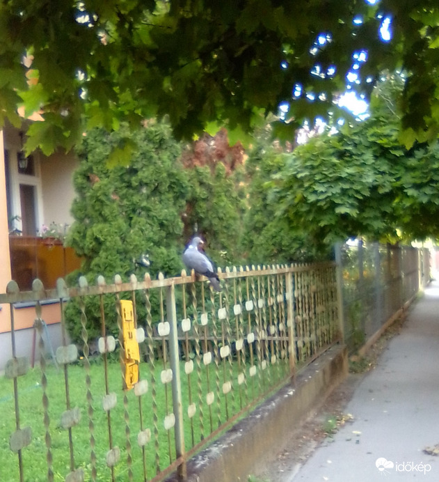 Csöndbe legyetek már! Hallgatózok!