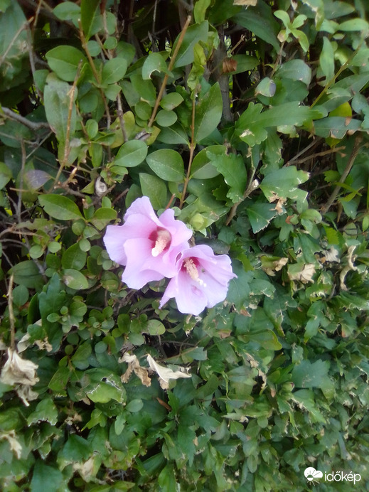 Párosan szép az élet