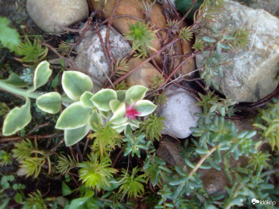 Új lakó a sziklakertben