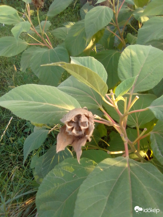 Mocsári hibiszkusz...