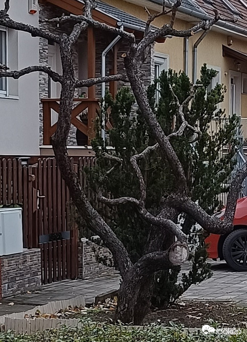 Ilyen most az életfa...