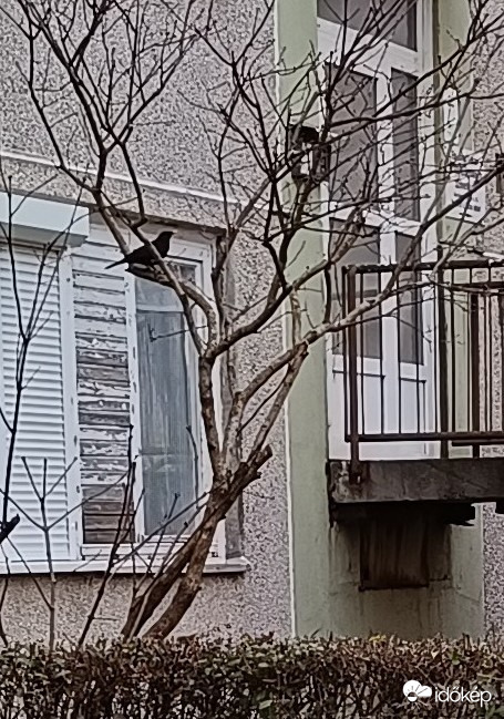 Énekeljek Nektek egy szép karácsonyi dalt?
