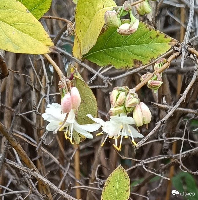 "Felkérhetem egy táncra?"