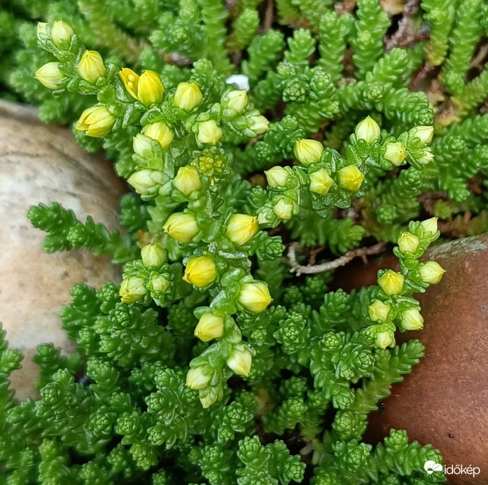 Pár nap,és mi is kinyílunk!