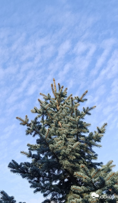 Örökzöld és örök-kék....