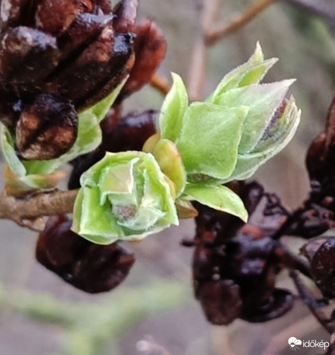 Szinte rögtön kinyílik...