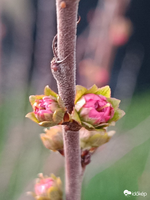 Nemsokára kinyílik a babarózsa