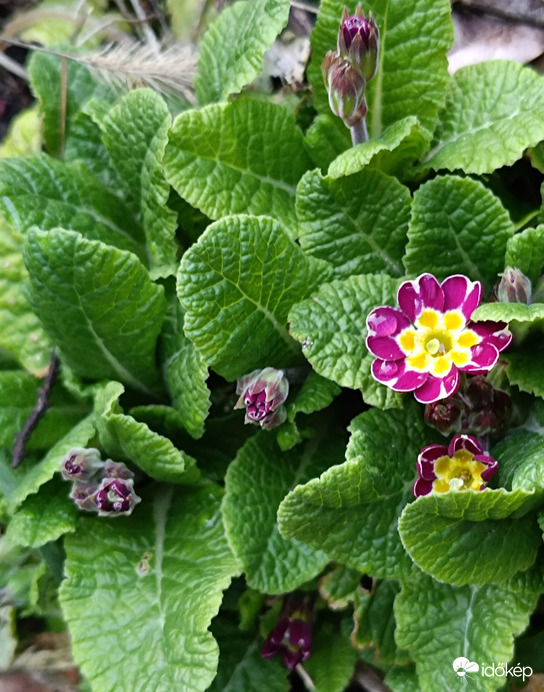 Hála Istennek,sok a bimbó!